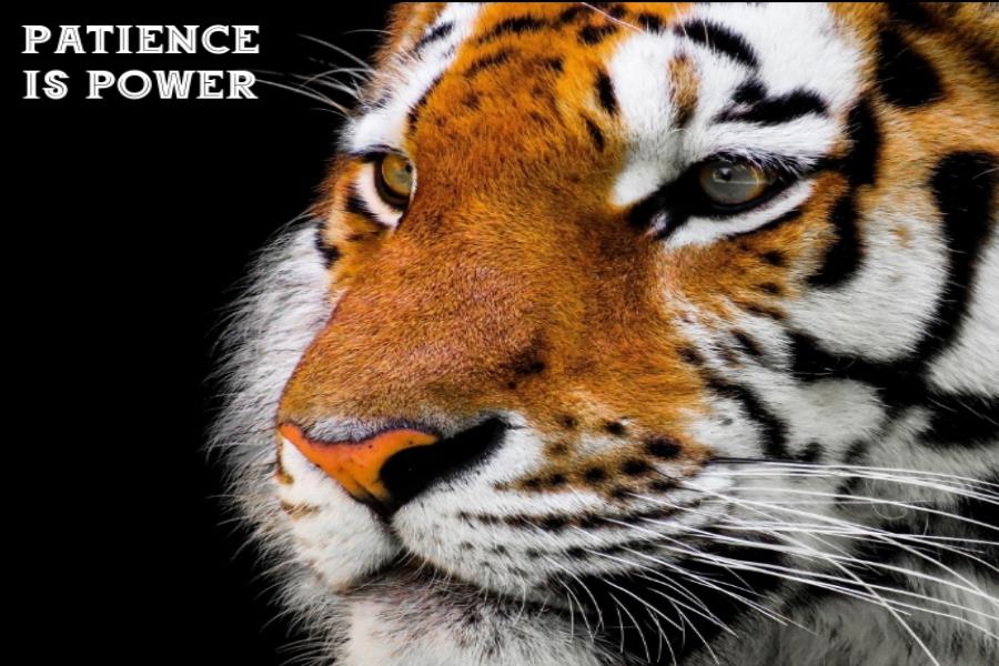 Quotes About Tigers